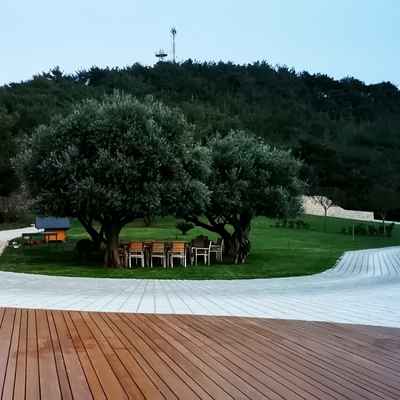 villa-rousse-olive-tree